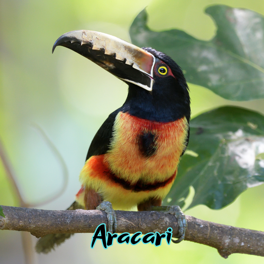 Aracari Toucan In Belize. Belize is a birdwatcher’s paradise.